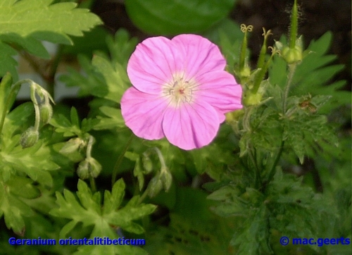 Geranium orientalitibeticum